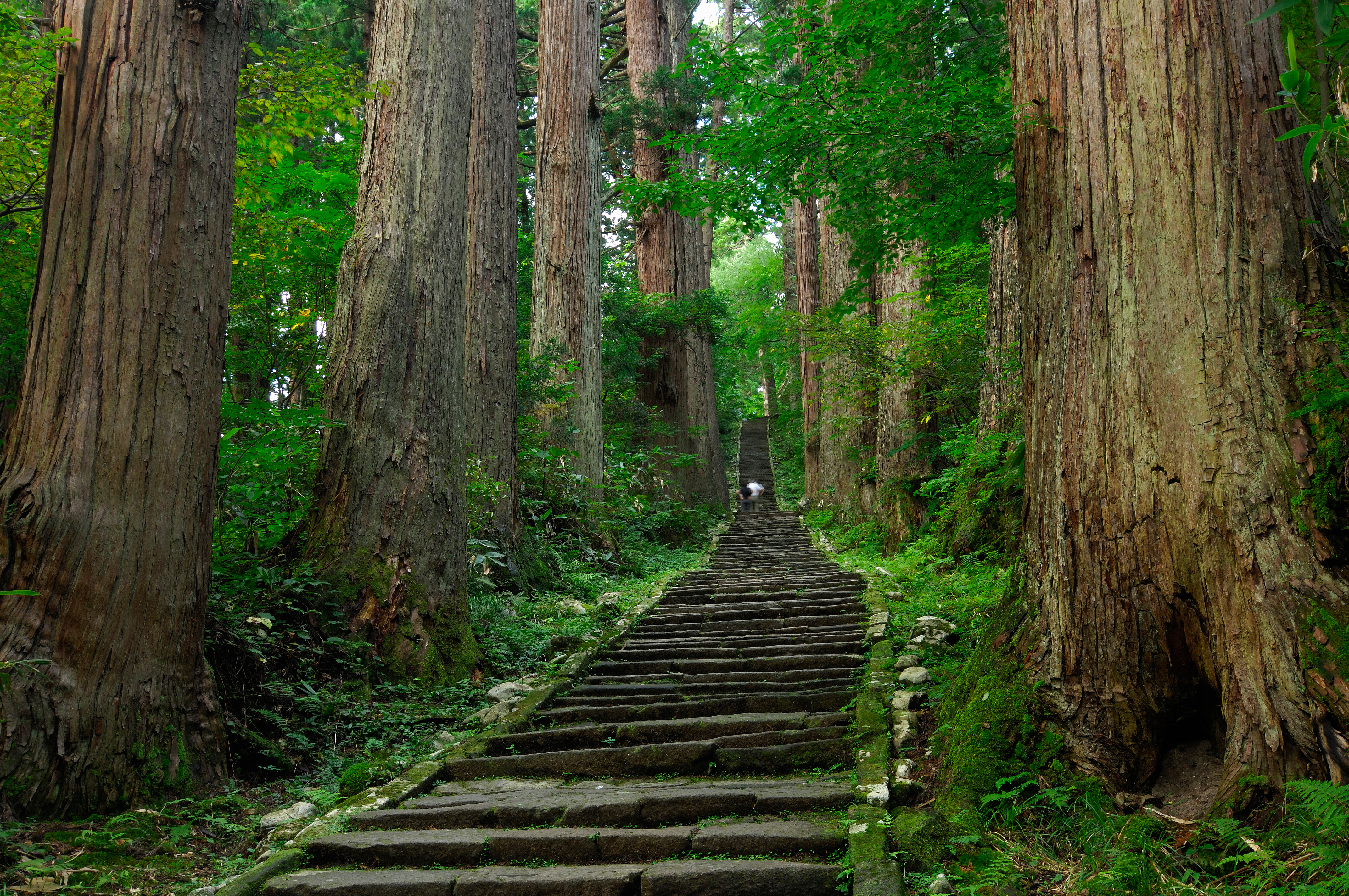 羽黒山の杉並木