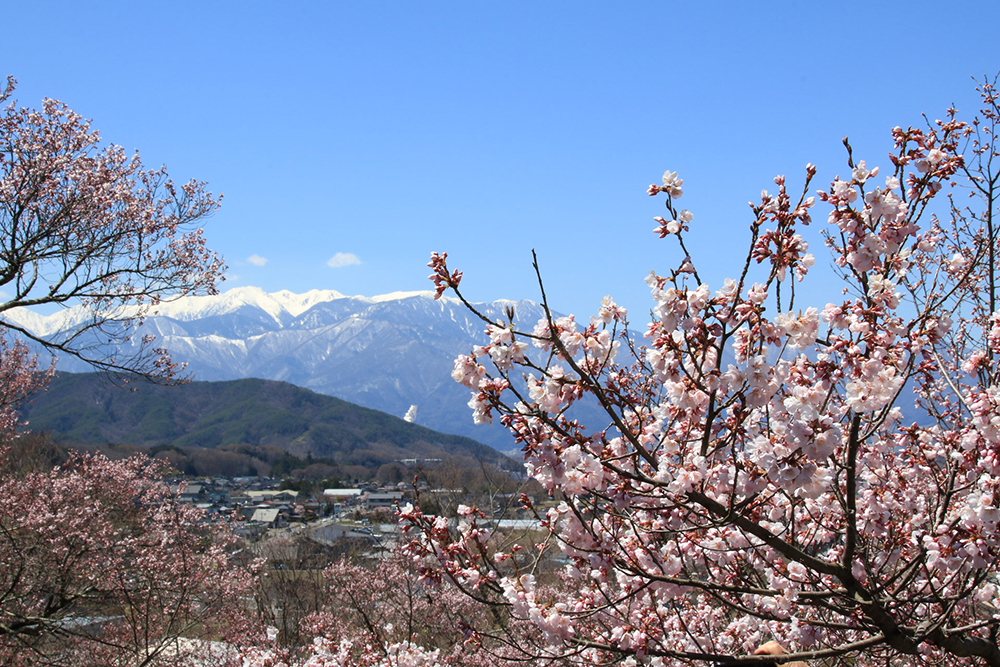 高遠桜＆高田城桜！桜の名所4ケ所巡り＆カニ食べ放題＆温泉でゆっくり1泊2日の旅