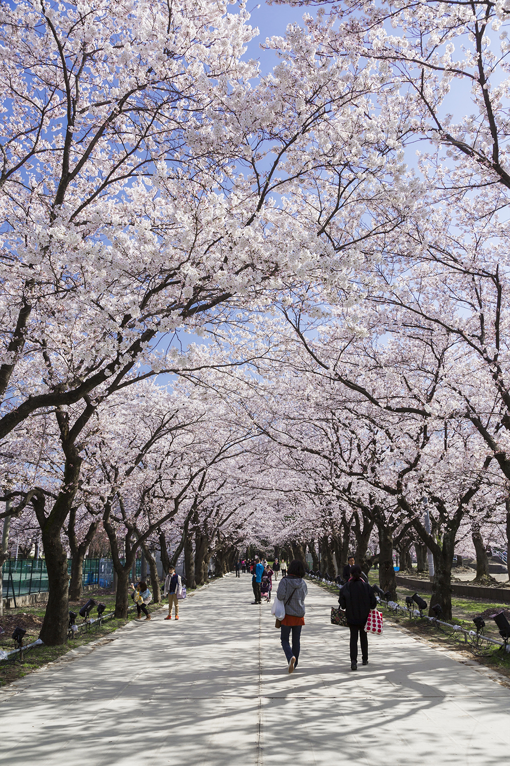 高遠桜＆高田城桜！桜の名所4ケ所巡り＆カニ食べ放題＆温泉でゆっくり1泊2日の旅