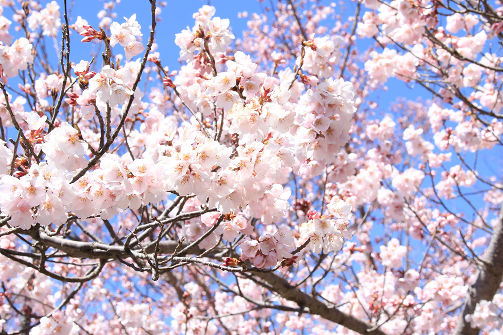 高遠桜＆高田城桜！桜の名所4ケ所巡り＆カニ食べ放題＆温泉でゆっくり1泊2日の旅