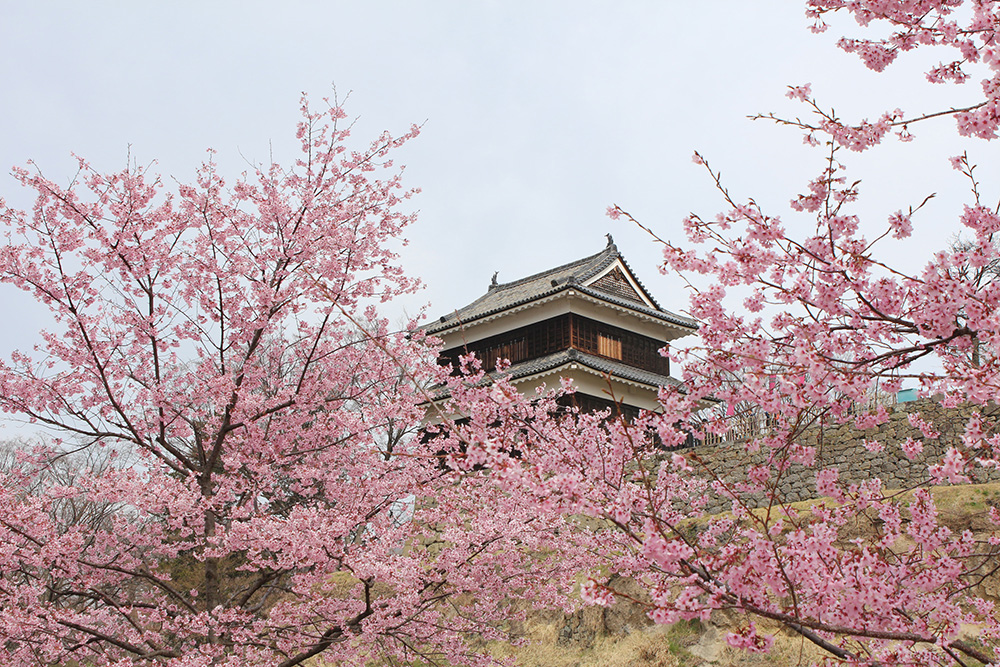 高遠桜＆高田城桜！桜の名所4ケ所巡り＆カニ食べ放題＆温泉でゆっくり1泊2日の旅