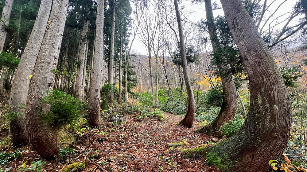 癒し旅！リトリート！新緑の斑尾高原と野沢温泉ツアーのイメージ写真1