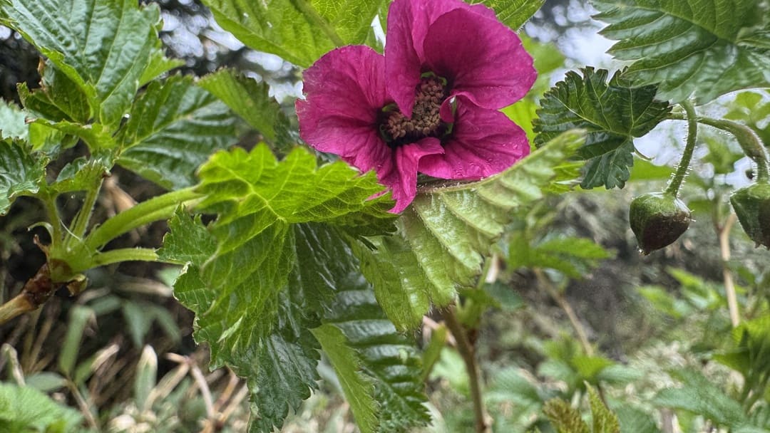 ベニバナイチゴ