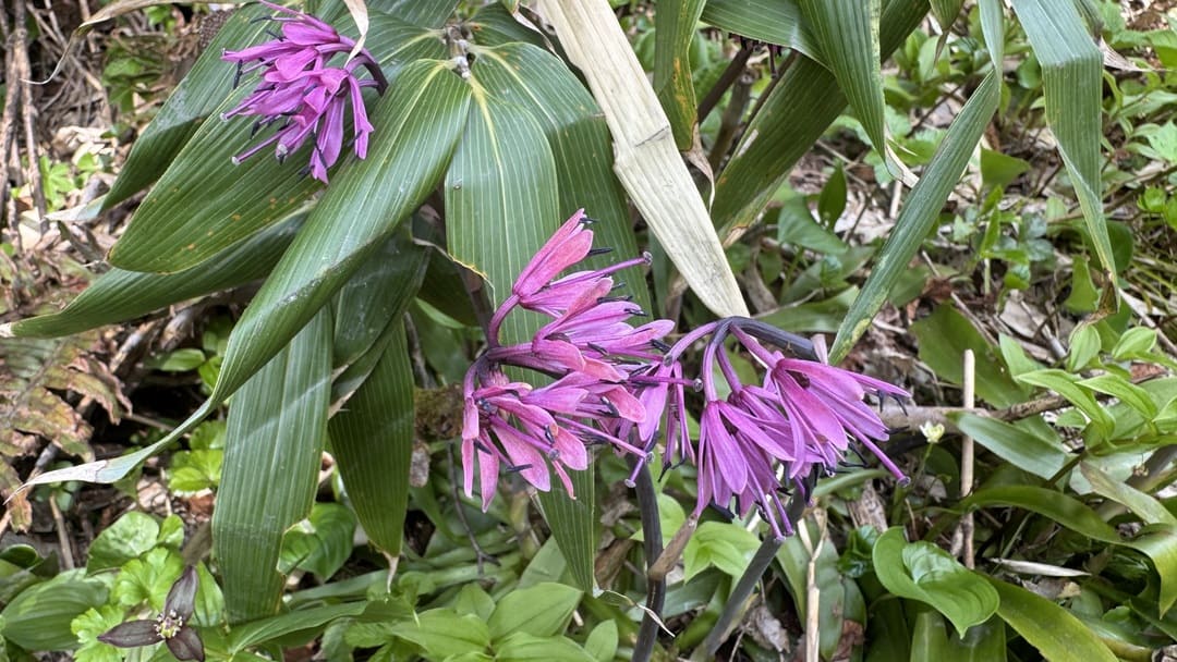 ショウジョウバカマ