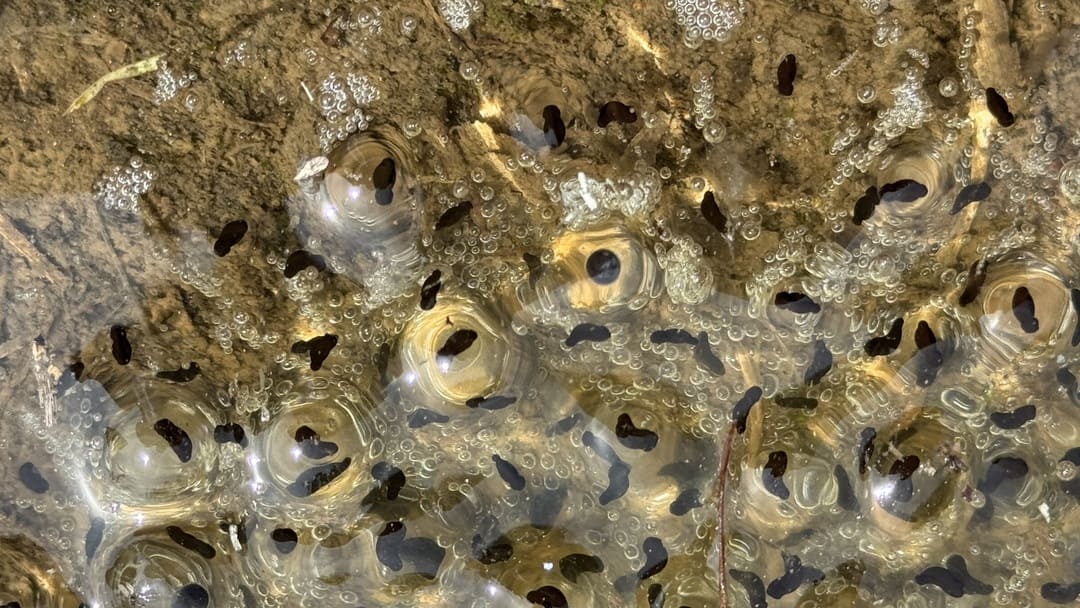 カエル？のタマゴ