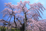 お花見ツアー特集