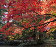 静岡紅葉のパワースポット巡りバスツアー