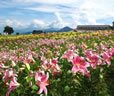 清津峡と雲の上の花畑バスツアー