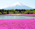 富士芝桜バスツアー
