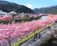 河津桜まつりバスツアー