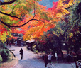 仁和寺観音堂 特別内拝 東寺 紅葉夜間ライトアップと平安神宮バスツアー