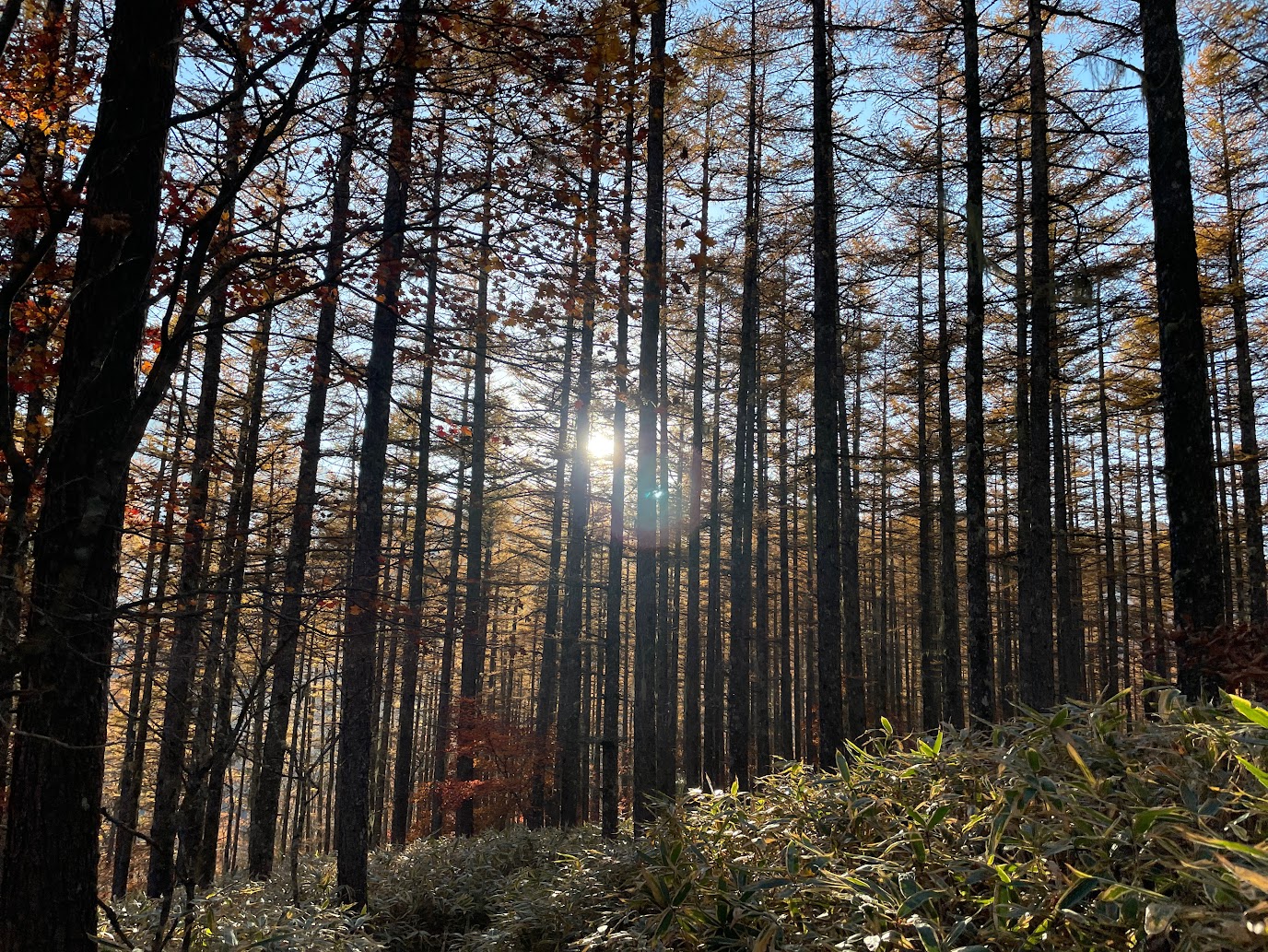 山頂直下のカラマツの林