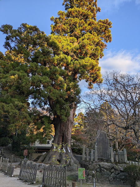 筑波山神社の巨木