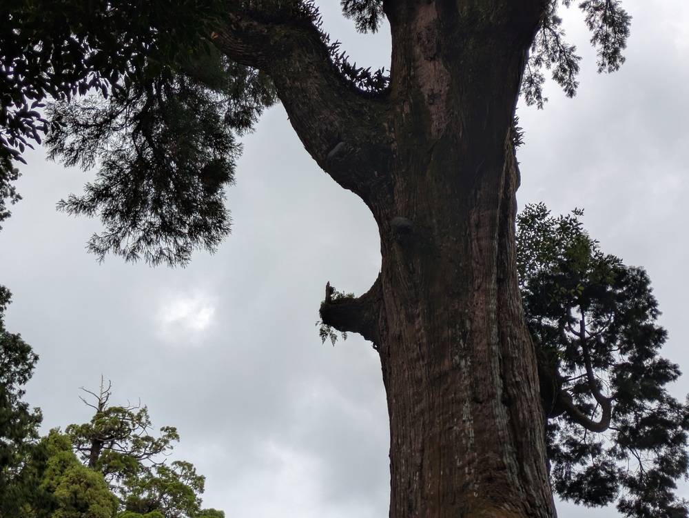 霧島神宮の御神木。よく見ると枝の上に神様がいらっしゃるように見えます。