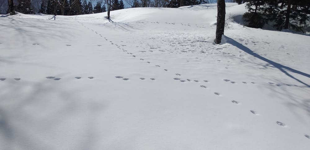 雪に残る動物の足跡