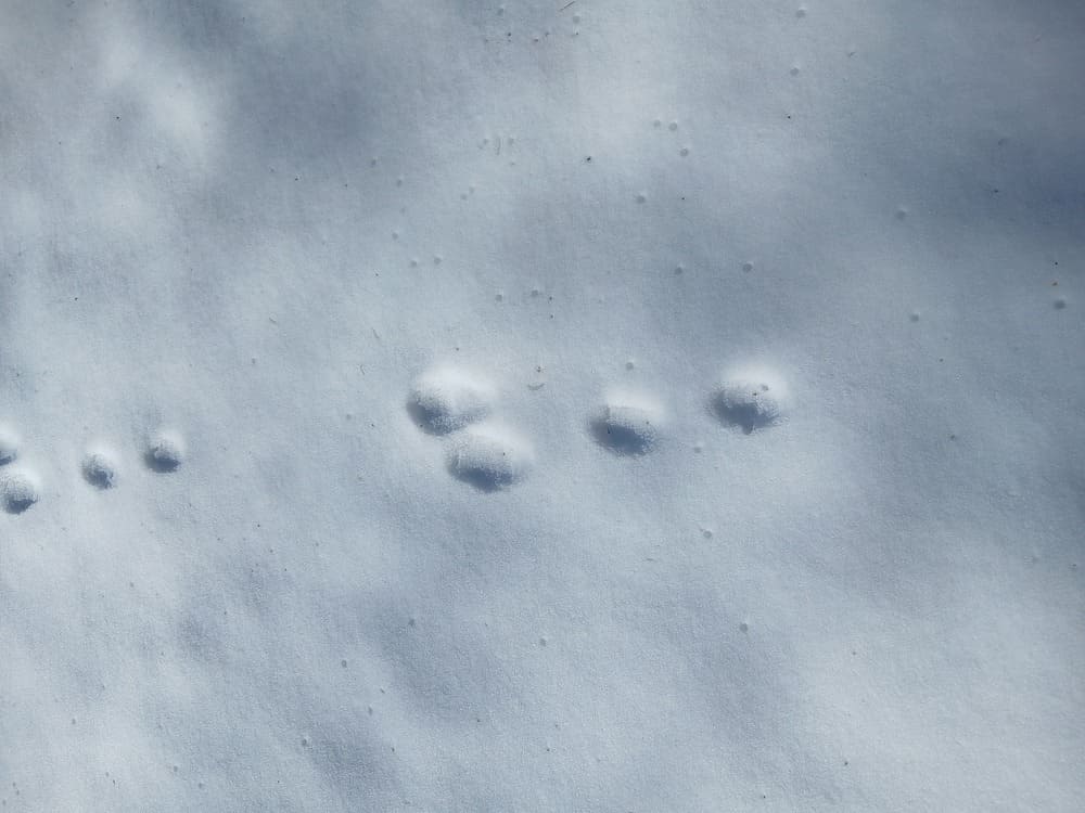雪に残る動物の足跡