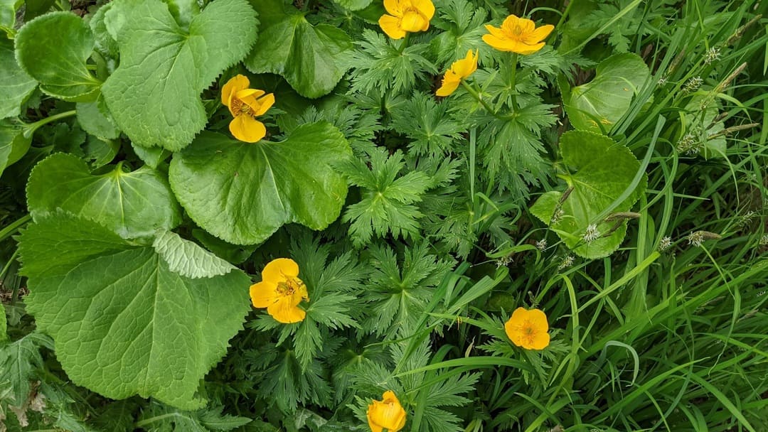 キンバイソウ（7月)