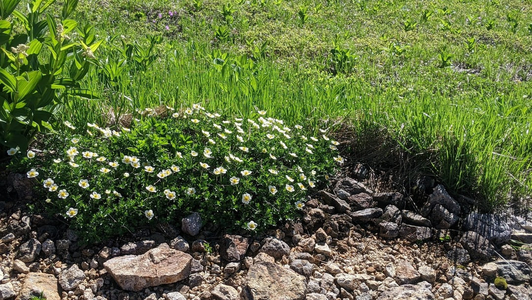 ハクサンイチケ