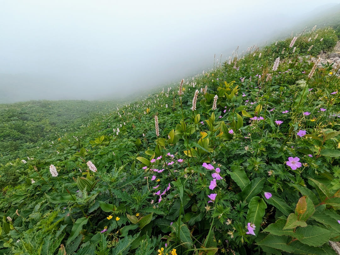白山観光神道沿いの花畑