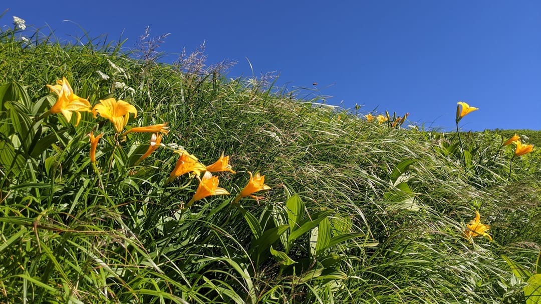 ニッコウキスゲ7月