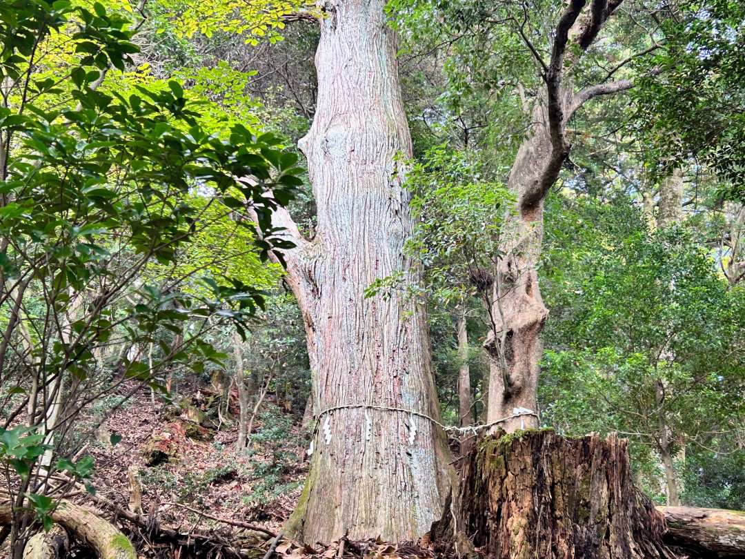 大山登山中にご神木
