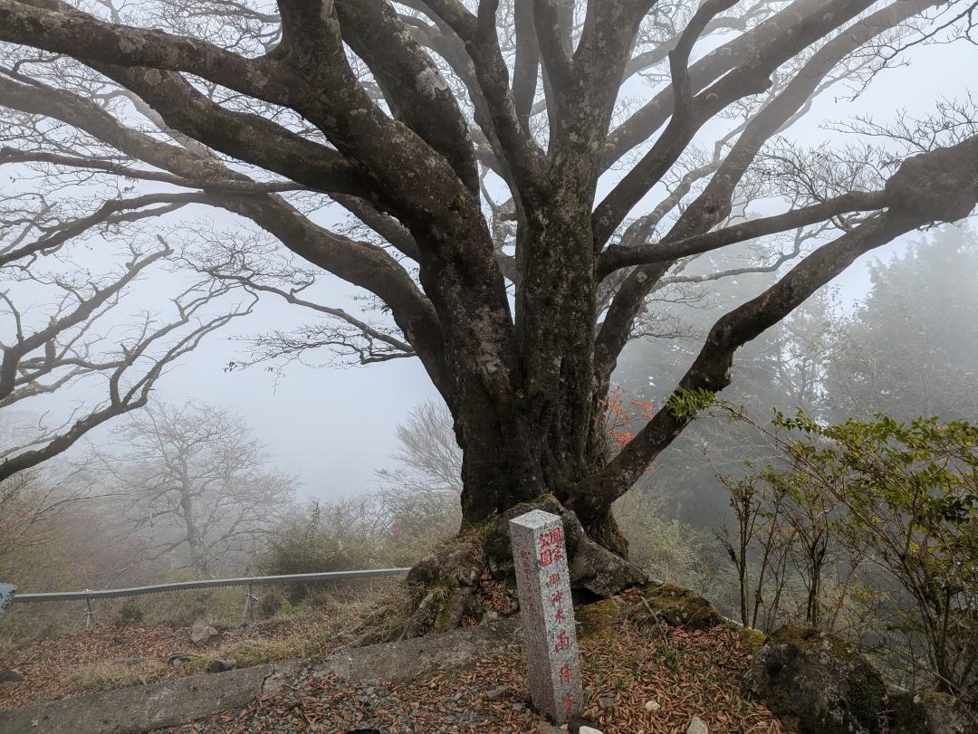 大山ご神木「雨降木」