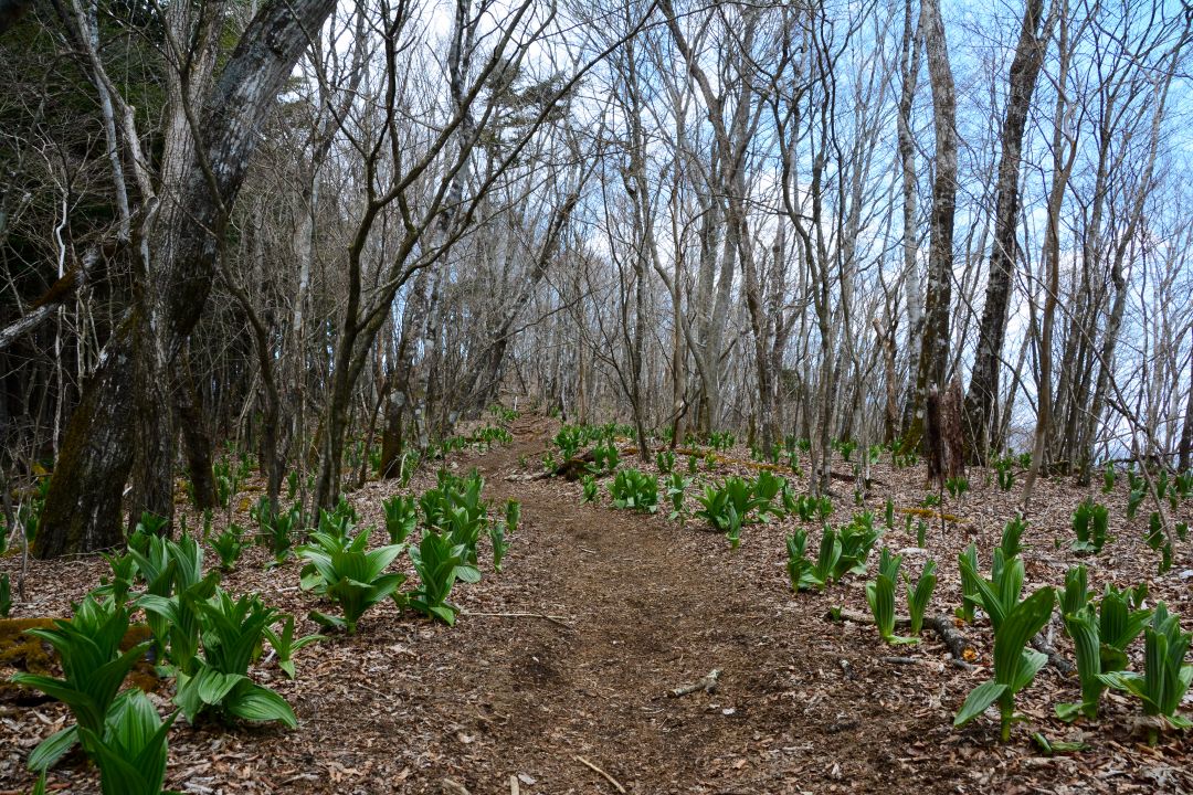 長者ヶ岳の道