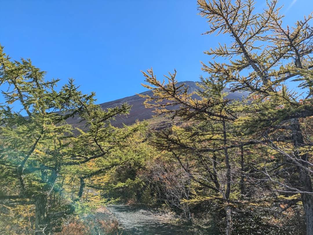 【お中道】カラマツの林を歩く