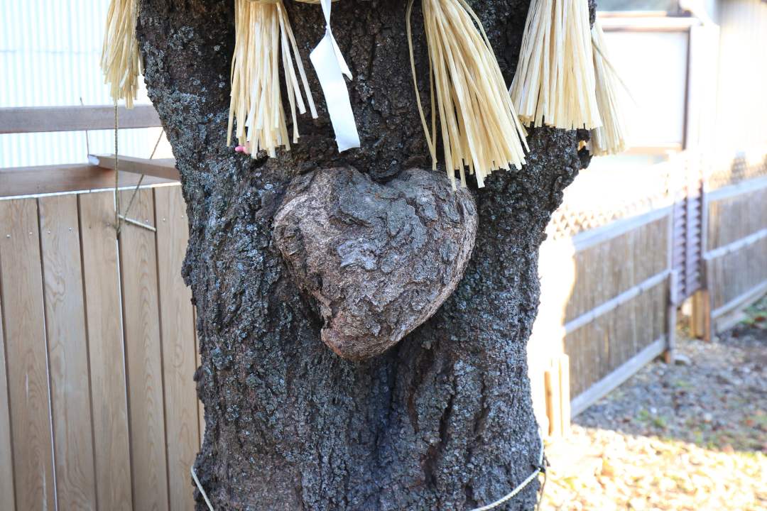 小室浅間神社ハート型のこぶ