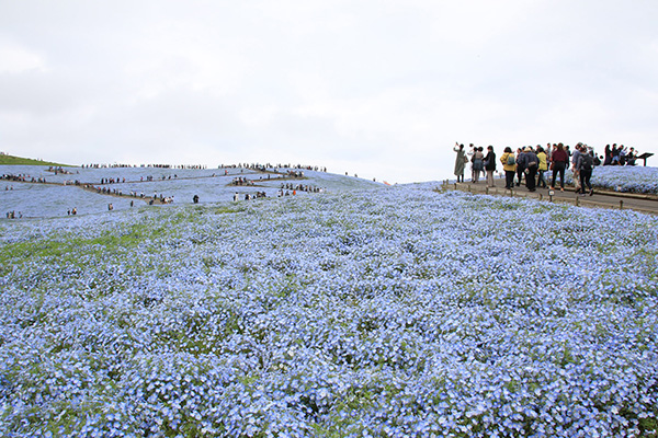 空へと続く青い花。