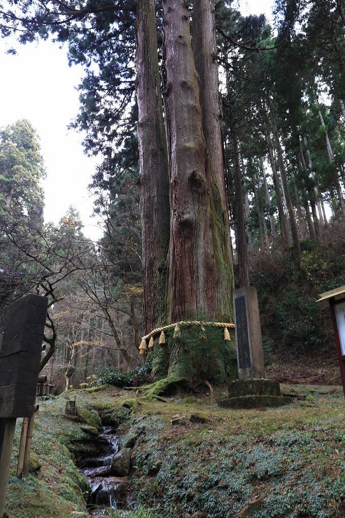 参道はパワーが溢れてる杉並木です。