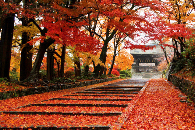紅葉の京都観光バスツアー フリータイム付 四季の旅