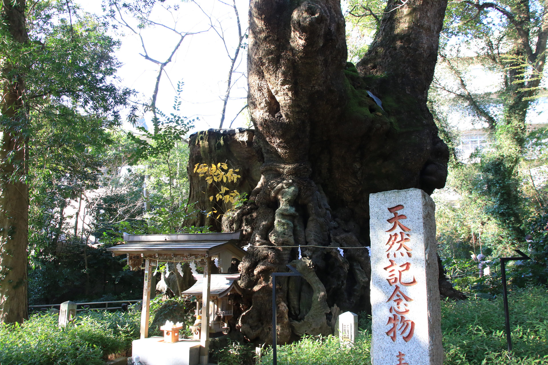 来宮神社といえばやっぱりこの大楠木