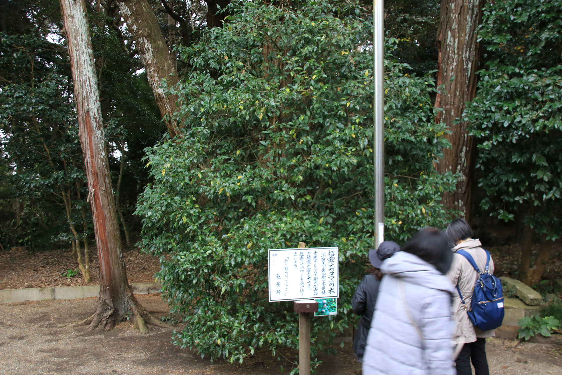 この木もパワーあり。詳しくは宮司さんの説明にて。