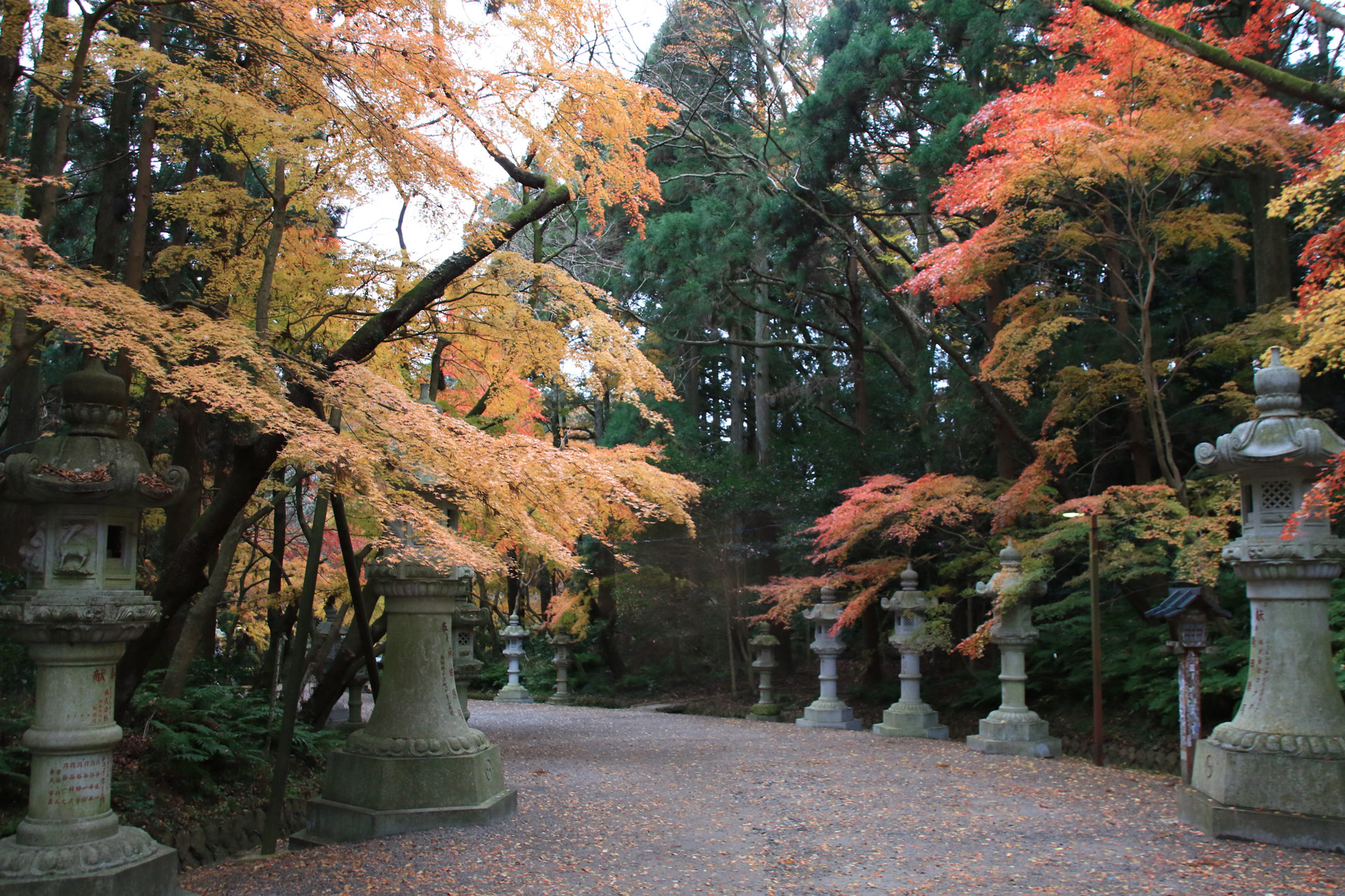 参道にはもみじの紅葉がまだ残っていてきれいでした。