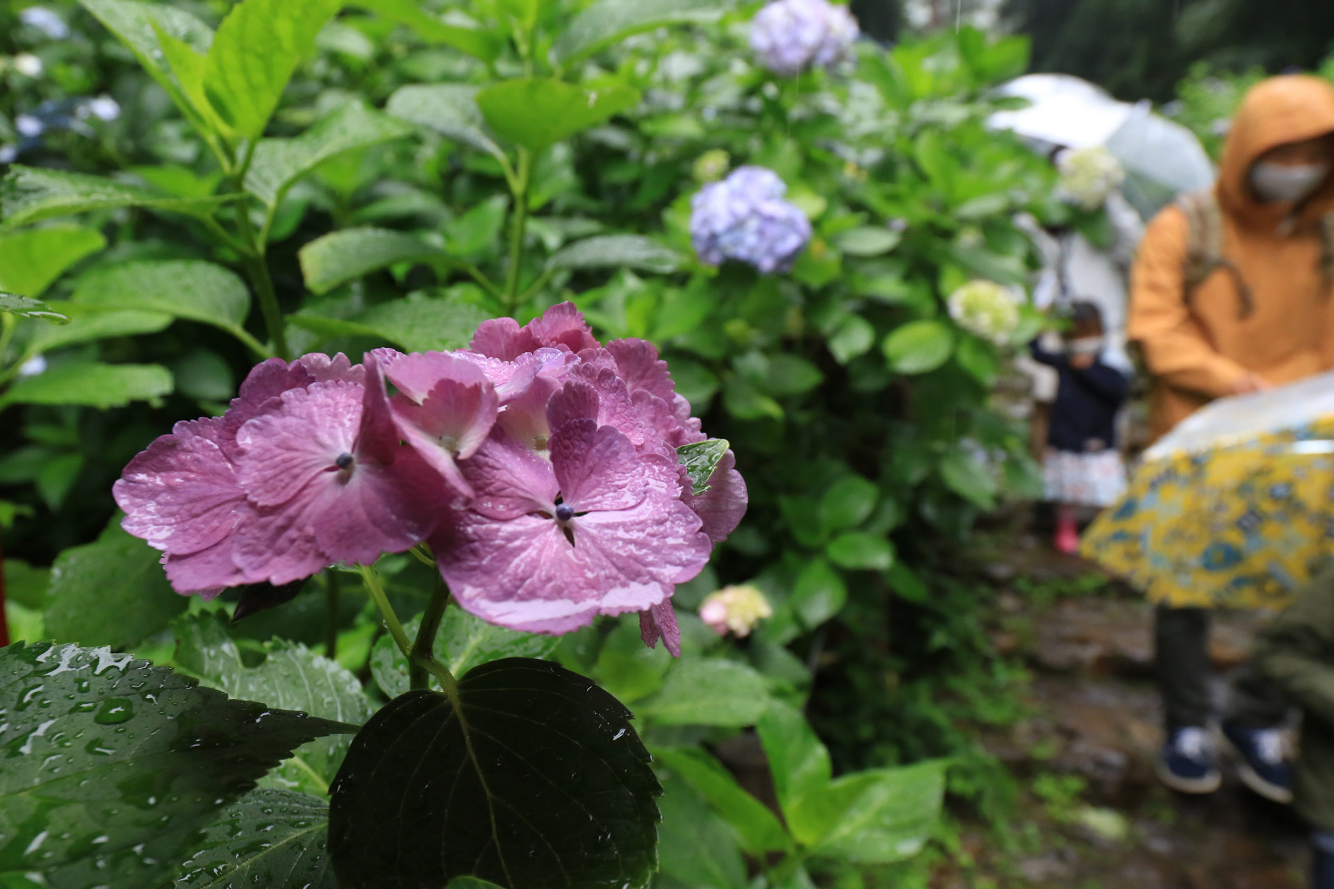 四季香る大平山神社と雨引観音バスツアー