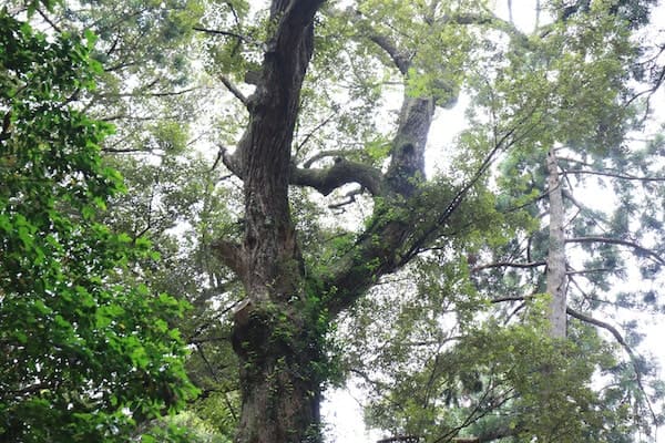 鹿島神宮にあるハート型の木