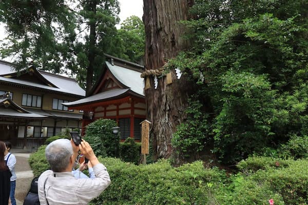 香取神宮の境内の杉