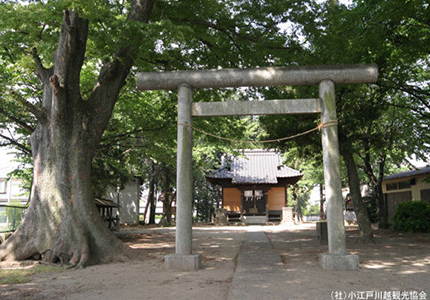 川越氷川神社バスツアー