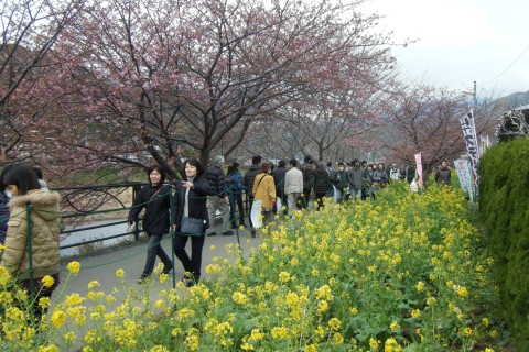河津桜ツアーのレポート写真13