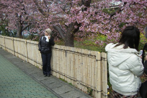 河津桜ツアーのレポート写真14