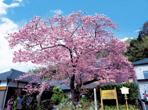 河津桜ツアーのレポート写真2